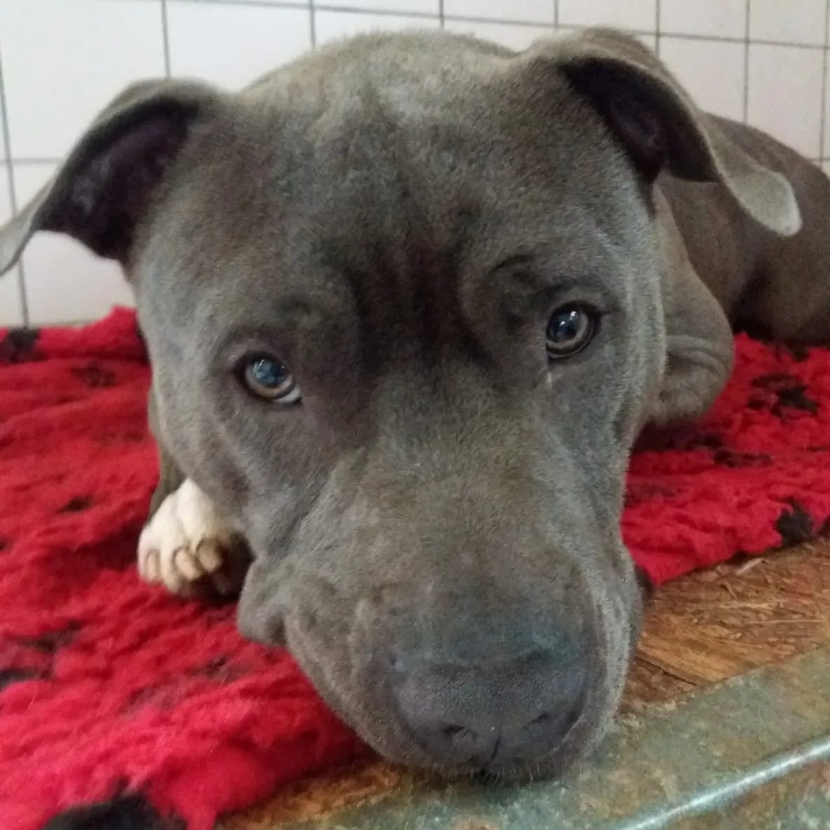 Entspannter Hund nach der Fellpflege