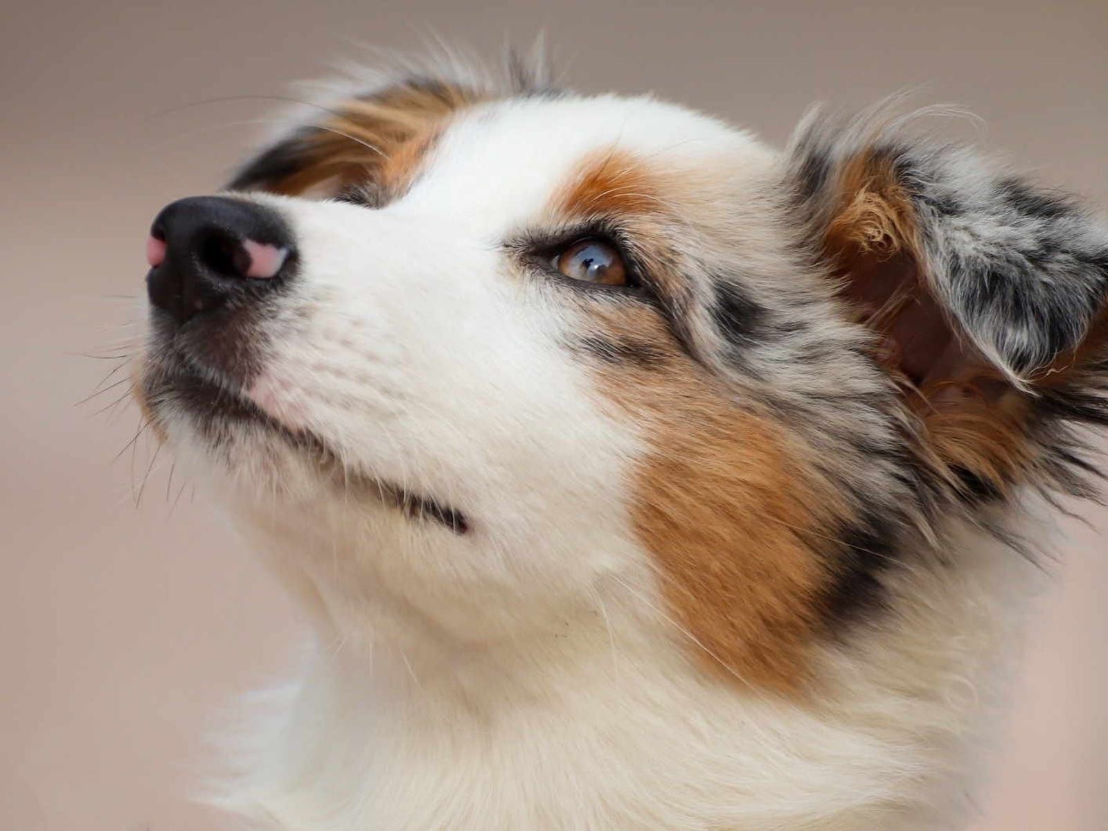 Hund schaut aufmerksam nach oben – gepflegtes Fell nach dem Besuch im Hundesalon